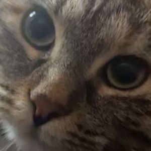 Meet your Posher, Morgan